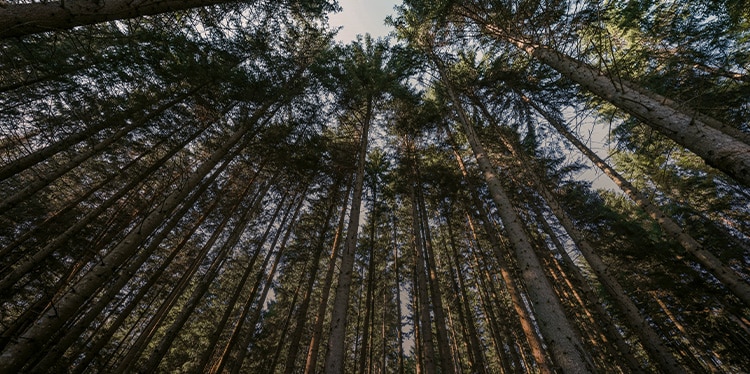 forest trees, clean air and reduced pollution 